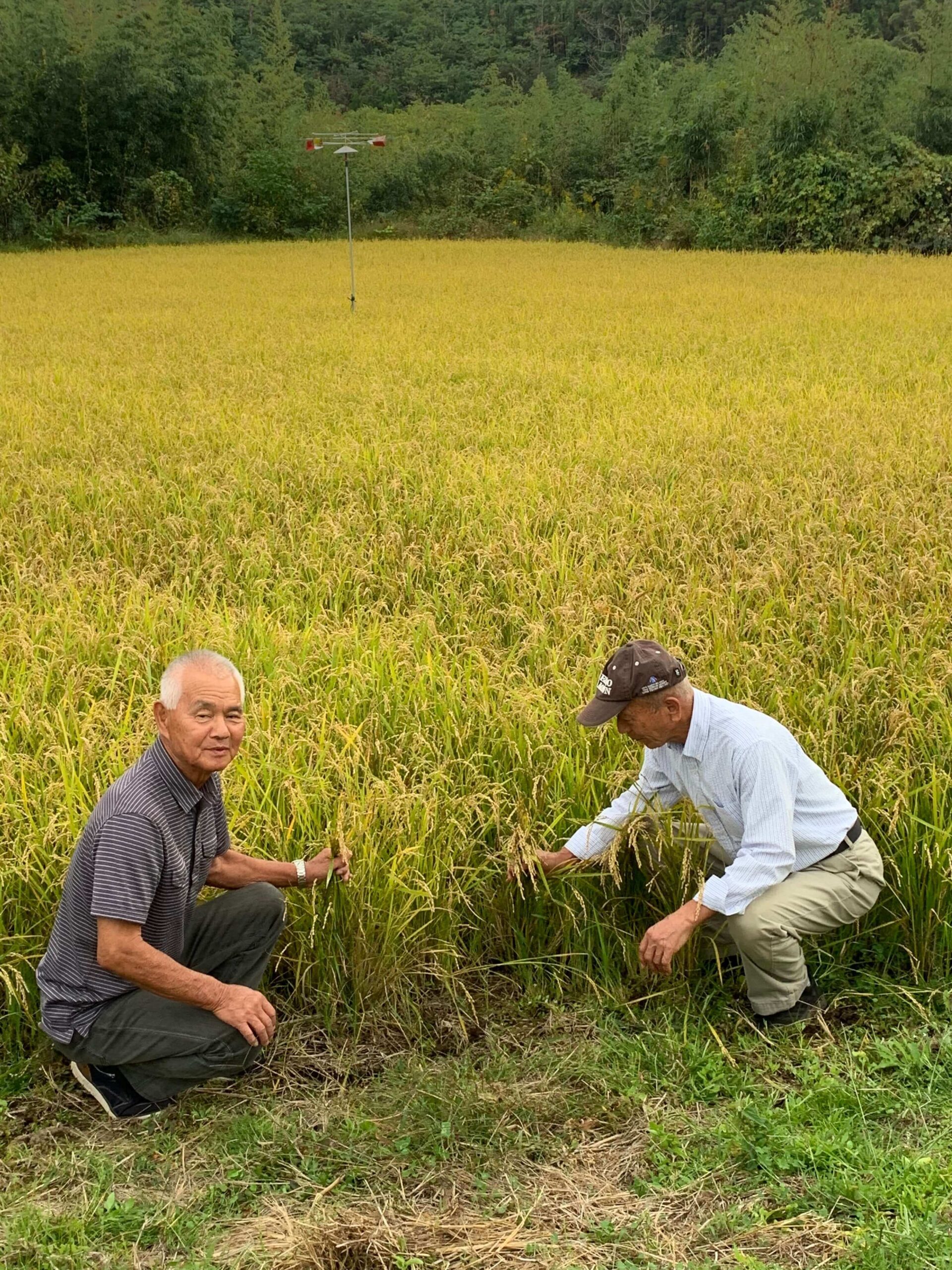 宮崎県の二期作